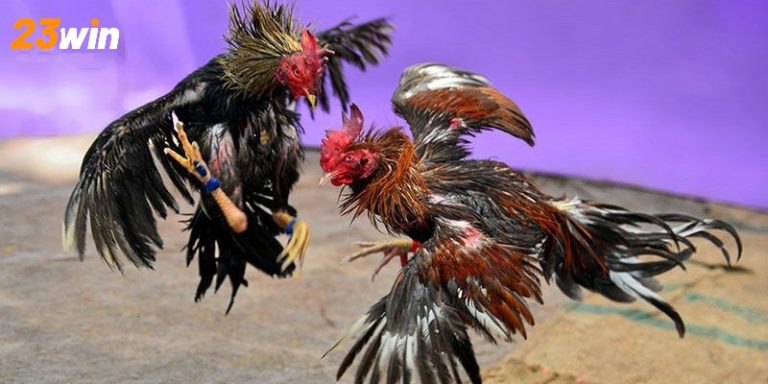 23win Đá Gà Trực Tiếp C5